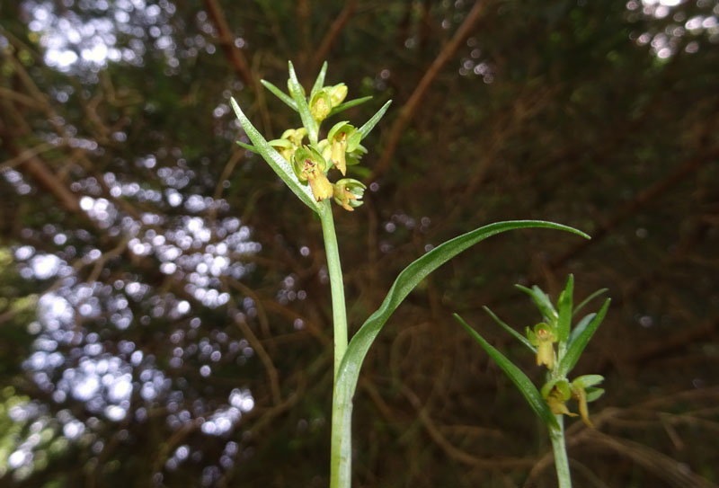 Coeloglossum viride..........Aldino (BZ)